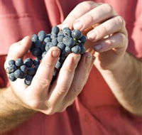 Brown Magpie Wines - Accommodation BNB