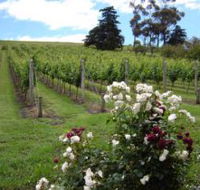 Pembroke Estate Vineyard - Accommodation BNB