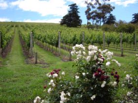 Pembroke Estate Vineyard - Accommodation BNB 0