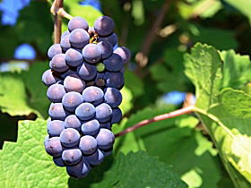 Tinderbox Vineyard - Accommodation BNB 0