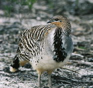 Yongergnow Australian Malleefowl Centre - Accommodation BNB