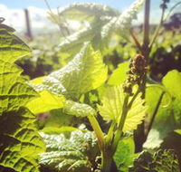Punt Road Winery - Accommodation BNB