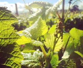 Punt Road Winery - Accommodation BNB 0