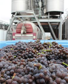 Punt Road Winery - Accommodation BNB 4