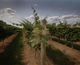 Punt Road Winery - Accommodation BNB 7