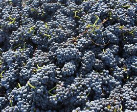 Punt Road Winery - Accommodation BNB 6