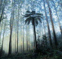 Yarra Ranges National Park - Accommodation BNB