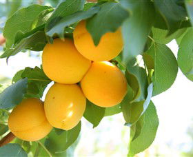 Rayner's Orchard - Accommodation BNB 1