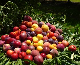 Rayner's Orchard - Accommodation BNB 0