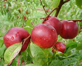 Rayner's Orchard - Accommodation BNB 4