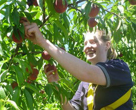 Rayner's Orchard - Accommodation BNB 3