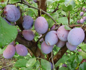 Rayner's Orchard - Accommodation BNB 5