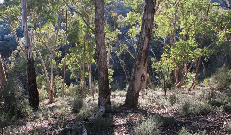 Mount Panorama NSW Accommodation BNB