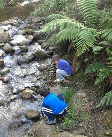 Shelley Forest Camp - Accommodation BNB 2