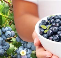 Jolly Berries - Accommodation BNB