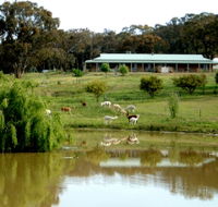 Clearview Alpacas - Accommodation BNB