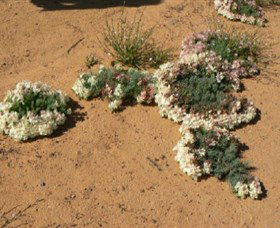 Coorow Wreath Flowers - Accommodation BNB 0