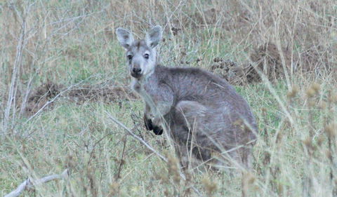 Capertee National Park - Accommodation BNB 3