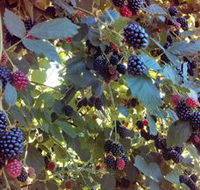 Gunnadoo Berries - Accommodation BNB