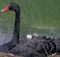 French Island Marine National Park - Accommodation BNB