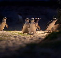 Phillip Island Nature Parks - Accommodation BNB