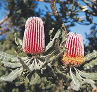 Coorow Wildflower Drive - Accommodation BNB