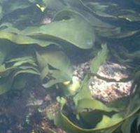 Churchill Island Marine National Park - Accommodation BNB