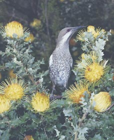 Dryandra Woodland - Accommodation BNB 1