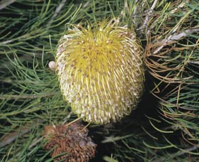 Dryandra Woodland - Accommodation BNB 3