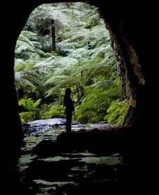 Glow Worm Tunnel - Accommodation BNB 2