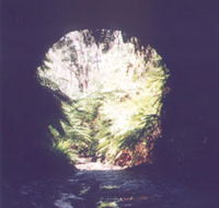 Glow Worm Tunnel - Accommodation BNB