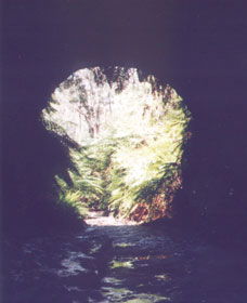 Glow Worm Tunnel - Accommodation BNB 0