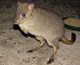 Barna Mia Native Animal Sanctuary - Accommodation BNB 1