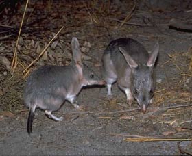 Barna Mia Native Animal Sanctuary - Accommodation BNB 2