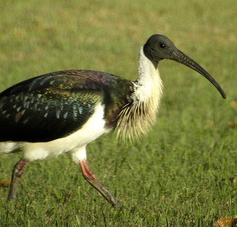 Toowoomba Water Bird Habitat - Accommodation BNB 0