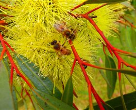 Ungulla Country Garden - Accommodation BNB 6