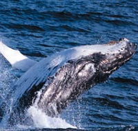 Sydney Eco Whale Watching - Accommodation BNB