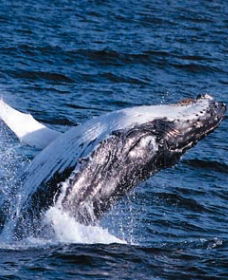 Sydney Eco Whale Watching - Accommodation BNB 0
