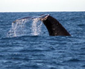 Sydney Eco Whale Watching - Accommodation BNB 1
