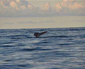 Sydney Eco Whale Watching - Accommodation BNB 2