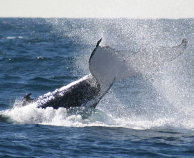Sydney Eco Whale Watching - Accommodation BNB 3