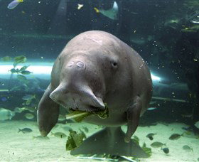 SEA LIFE Sydney Aquarium - Accommodation BNB 1