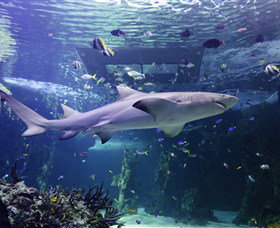 SEA LIFE Sydney Aquarium - Accommodation BNB 0