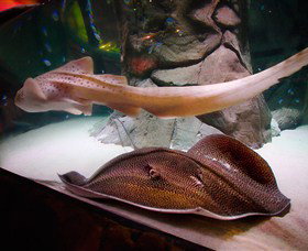 SEA LIFE Sydney Aquarium - Accommodation BNB 4