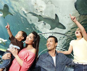SEA LIFE Sydney Aquarium - Accommodation BNB 7