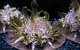 SEA LIFE Sydney Aquarium - thumb 8