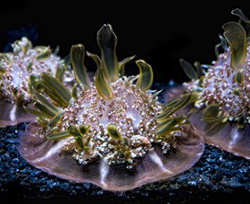 SEA LIFE Sydney Aquarium - Accommodation BNB 8