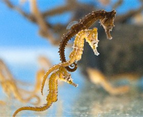 SEA LIFE Sydney Aquarium - Accommodation BNB 6