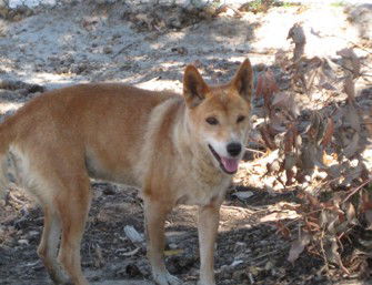 Cohunu Koala Park - Accommodation BNB 0