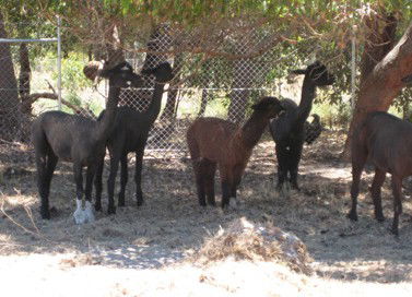 Cohunu Koala Park - Accommodation BNB 2